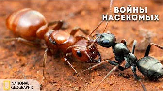 Войны насекомых | Документальный фильм National Geographic