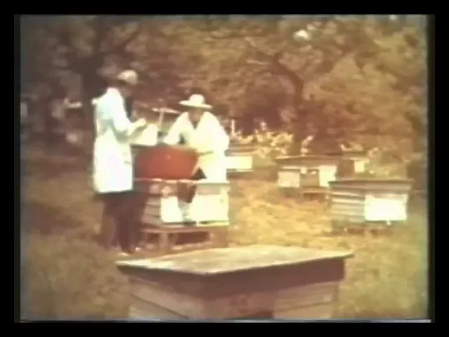 Селекция пчел. СССР 1977 год.