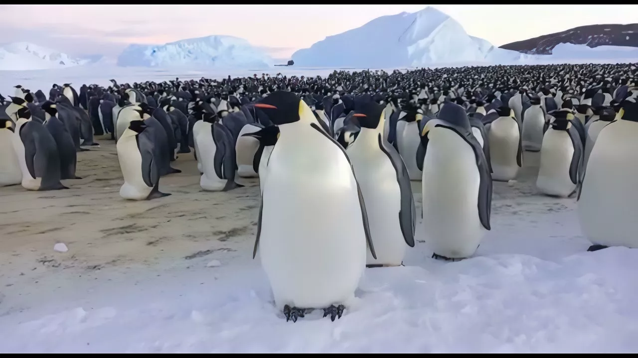 Орда императорских пингвинов
