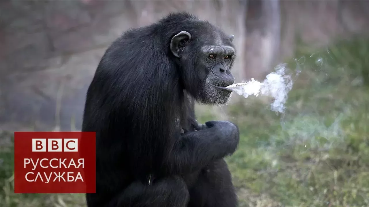 Курящая шимпанзе поразила посетителей зоопарка в Северной Корее