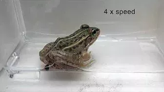 A beetle species can escape from the vent of a frog / マメガムシはカエルに食べられてもお尻の穴から生きて脱出できる
