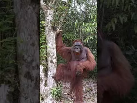 Wild Orangutan Posing.