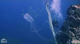 The Box Jellyfish or Sea Wasp.