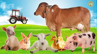 Curiosidades Sobre Animais da Fazenda
