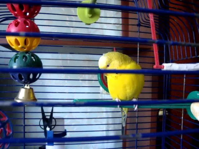 Волнистый попугай в клетке