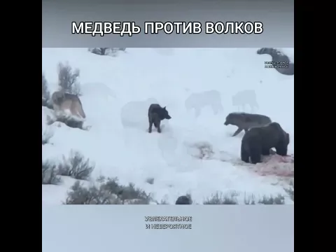 Медведь против волков