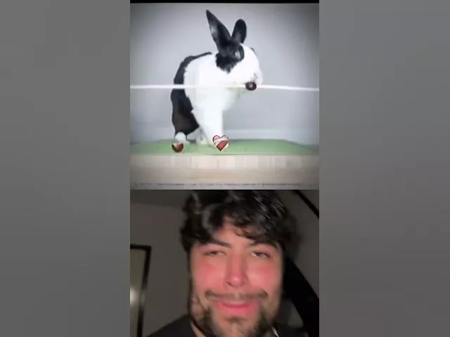 Mister Bombastic Bunny