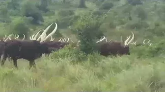 ватусси  -  бык самыми большими рогами в мире