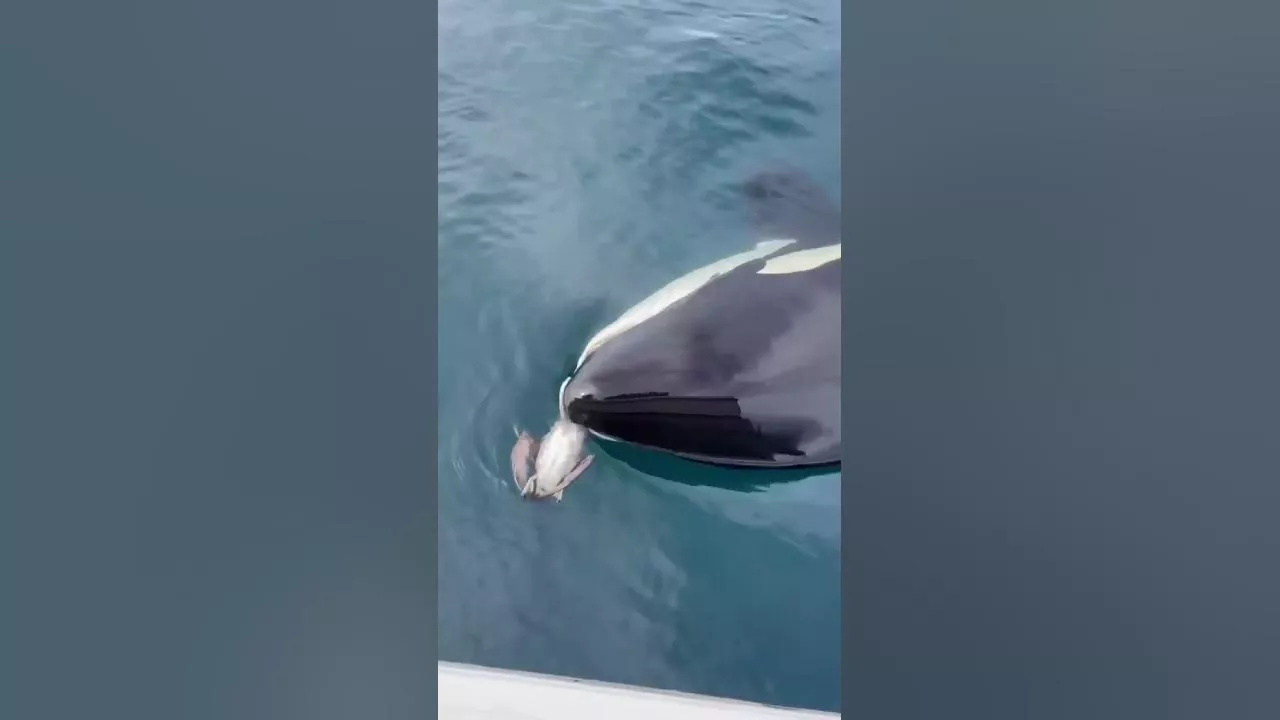 Female orca grabs bird it kicked to my boat!