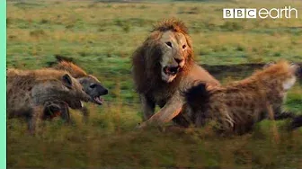 Lion Trapped by Clan of Hyenas | Dynasties | BBC Earth