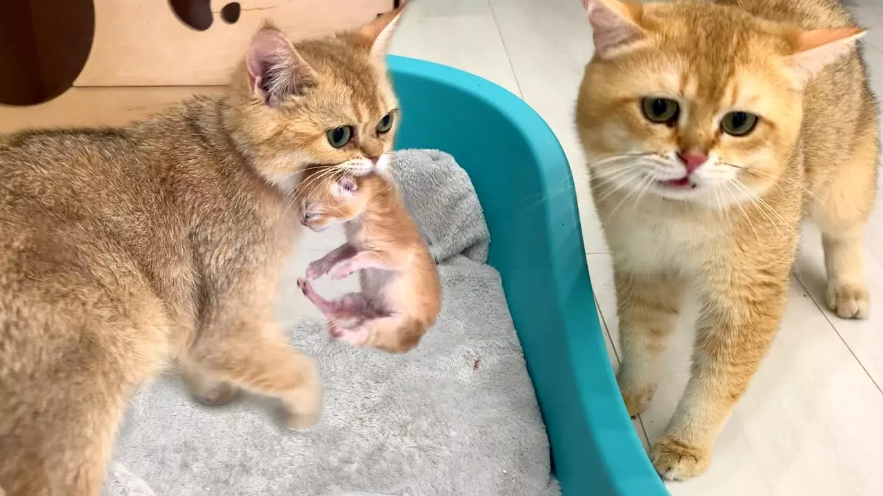 Мама кошка принесла котенка папе коту и зовет его, чтобы он увидел дочку первый раз