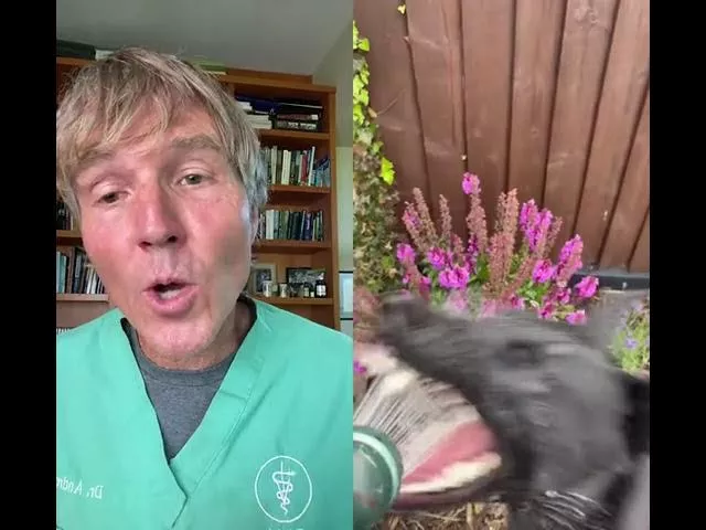 Water Toxicity in Dogs - link in bio for full video!