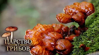 Лечебные грибы. Царство грибов