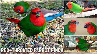 Bird Aviary | Releasing The Red Throated Parrot Finch (Erythrura psittacea) + Breeding Tips