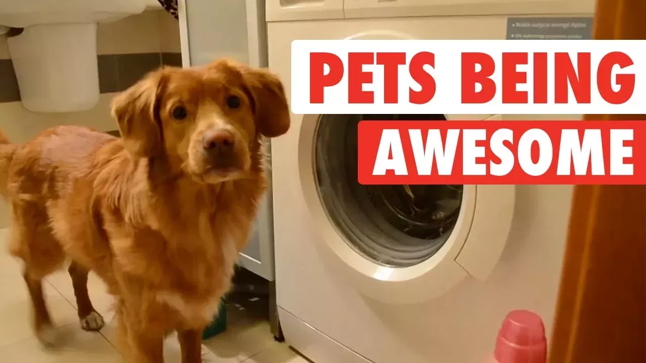 The Pet Collective & People Are Awesome present: Pets Are Awesome!
