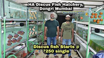 HA Discus Fish Hatchery Visit - New stock Update - Discus Fish starts at 250₹ Single