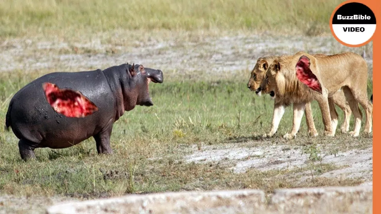 When Lions Work Together Against a Hippo !!