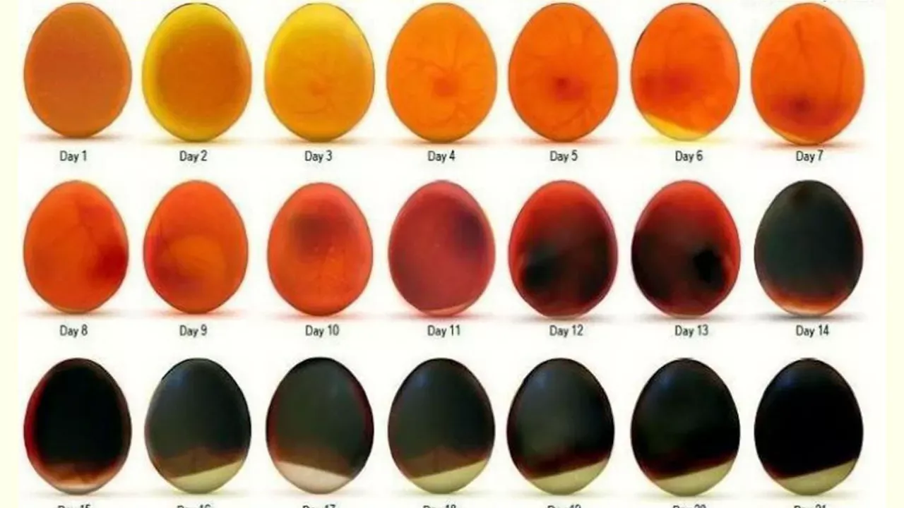 СЕКРЕТЫ ВЕТВРАЧА. Овоскопирование и этапы развития эмбриона в яйце, недогрев яйца, отбор птенцов.