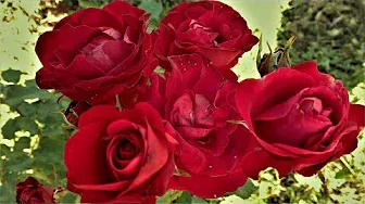 Роза флорибунда сорта " Нина Вейбул" ||  Nina Weibull rose in bloom in late September
