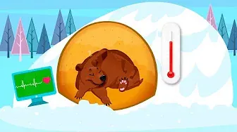 Зимняя спячка | Почему животные впадают в зимнюю спячку | Обучающее видео для детей