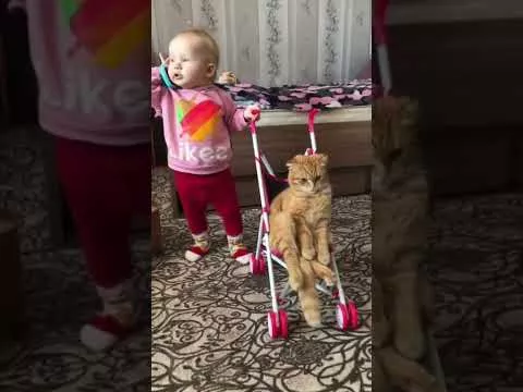 Tube Cats Cute Cat Walking In Waker By Cute Baby