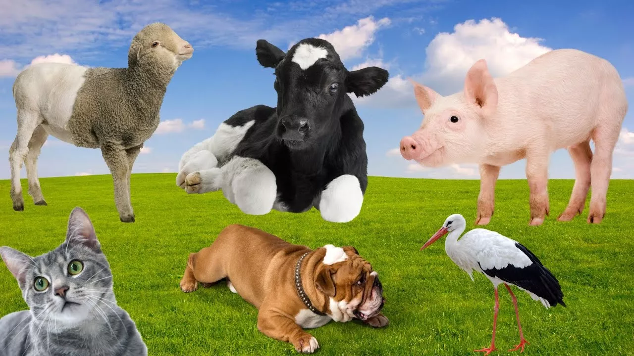 Cute Animal Sounds - Dog, Cat, Cow, Pig, Sheep - Animal Sounds