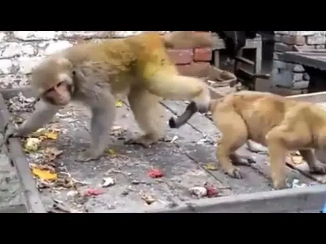 Dog vs Monkey. Funniest moments.  When Dog wanna cry.