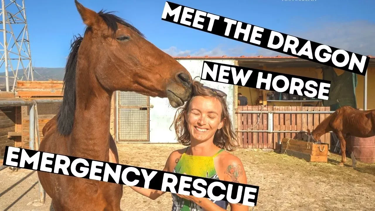 She hadn't eaten in 3 days! Meet Dragon, new horse rescue. Tenerife Horse Rescue