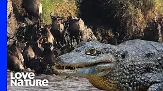 Two Million Wildebeest Crossing A Crocodile Infested River