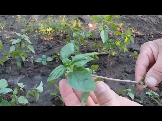 Как вырастить базилик в открытом грунте