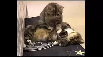 Кот делает кошке массаж