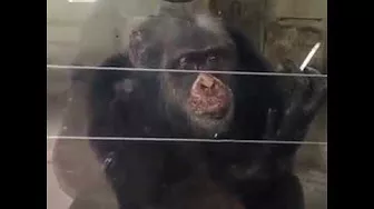 Посетители зоопарка предложили закурить обезьяне