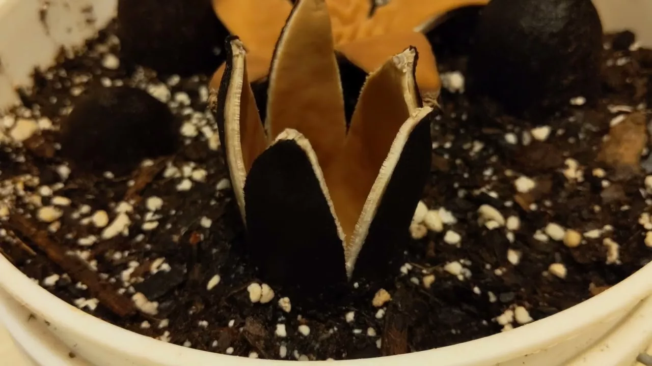 Chorioactis geaster Texas Star mushroom time lapse