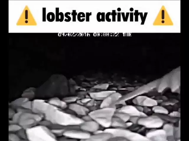 ⚠️ lobster activity ⚠️