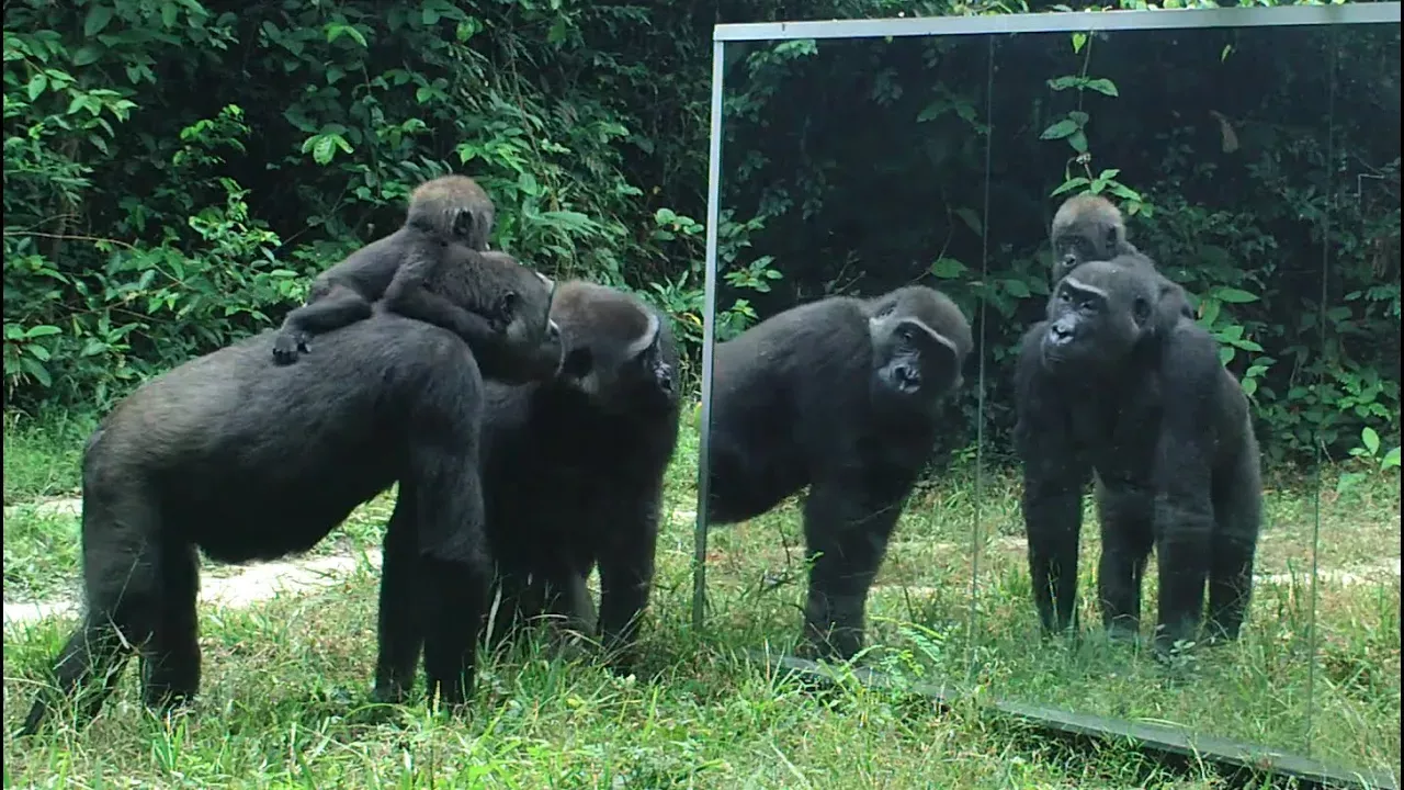 Gabonese Gorilla family all have cool reactions to their mirror reflection except for the silverback