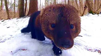 Amazing close up footage of a Fisher walking straight towards the camera