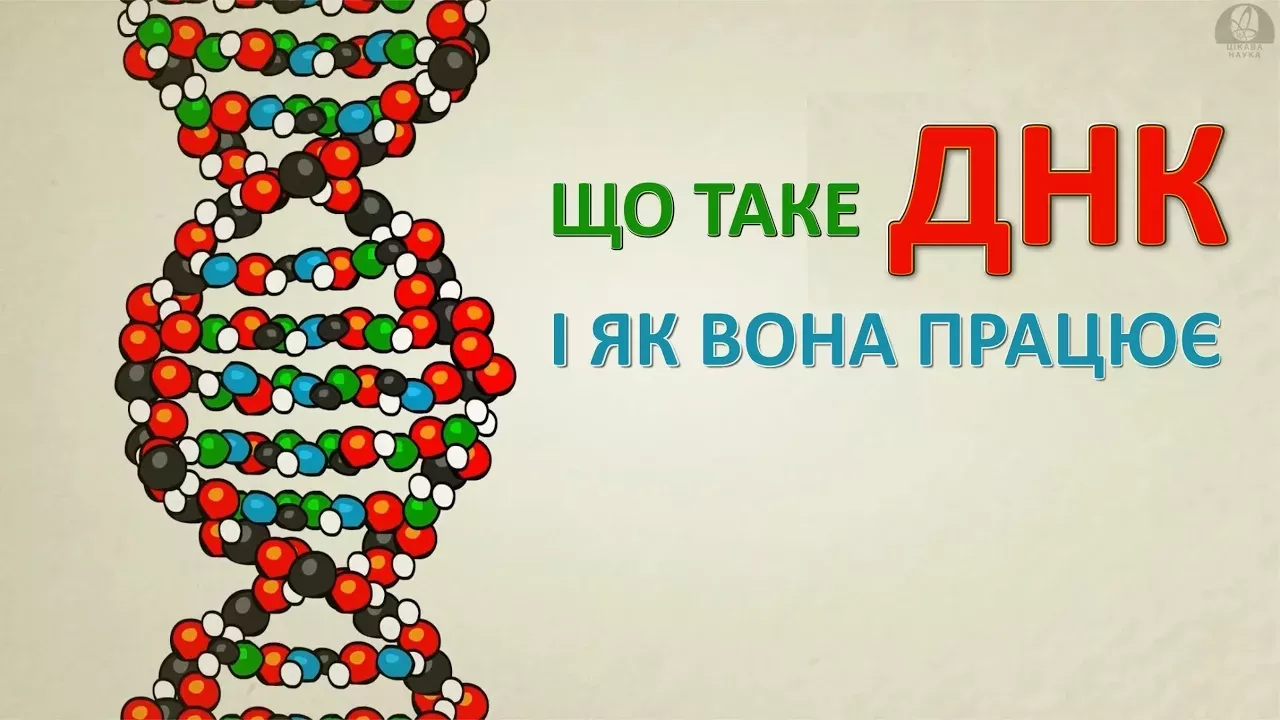 Що таке ДНК і як вона працює [Stated Clearly]