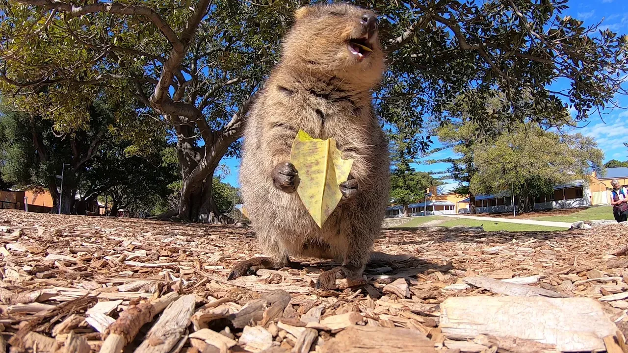Want to see a quokka eat a leaf?