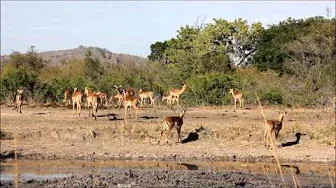 Impala Herd at the waterhole