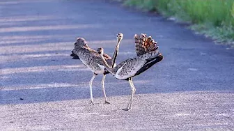 Two Bustards Having a Domestic! #shorts