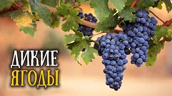 Виноградная лоза в древней Иудее