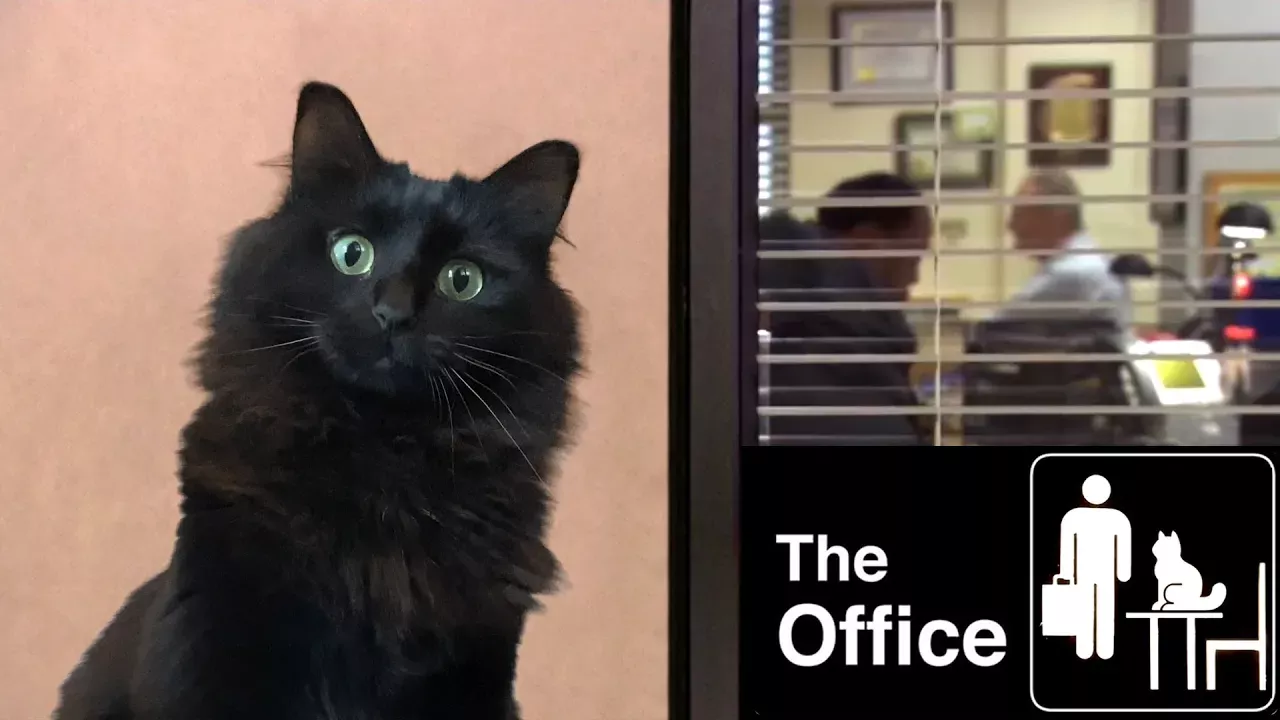 The Office - with a cat (OwlKitty)