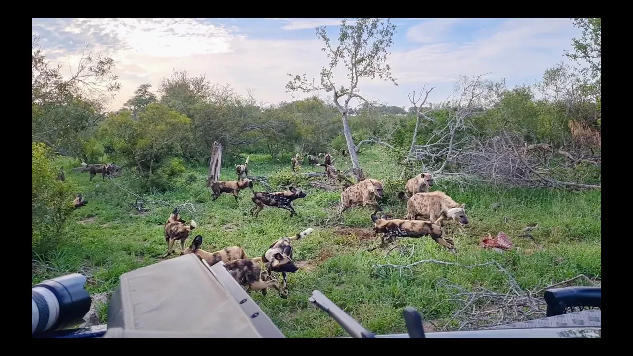 THIEVERY. HYENAS Steal From WILD DOGS and a Male LEOPARD Steals From a Female