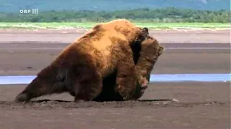 Serious confrontation of male Alaska Brown Bears in 'Grizzly Man' (2005)