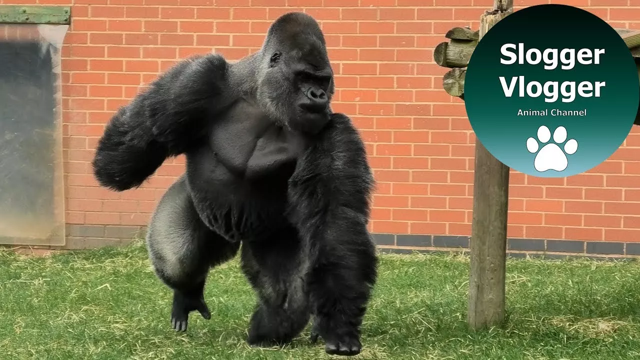 Intense Situation As Sons Force Calm Silverback To Charge