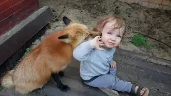 Alice the fox. Fox behavior with a child.