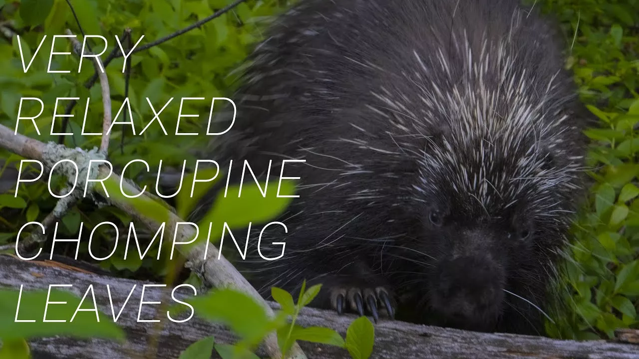 North American Porcupine Eating | Relaxing Nature & Wildlife Sounds | Wildlife Photography