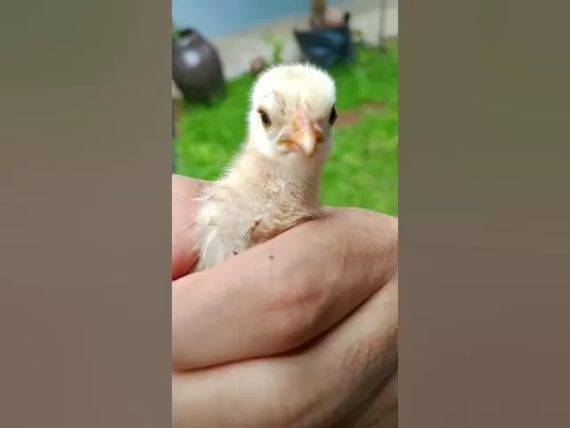 Baby Chick Cry For Help!