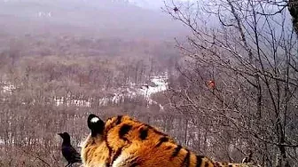Общение вороны с тигром в Приморье попало на видео