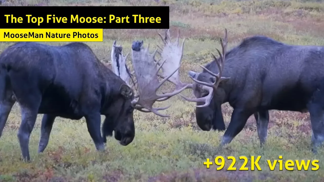 Top Five Moose Part 3 | MooseMan Nature Photos Video